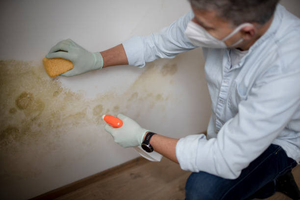 Best Toxic Mold Removal  in Haverhill, MA