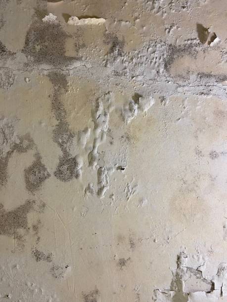 Haverhill, MA Mold Removal Company