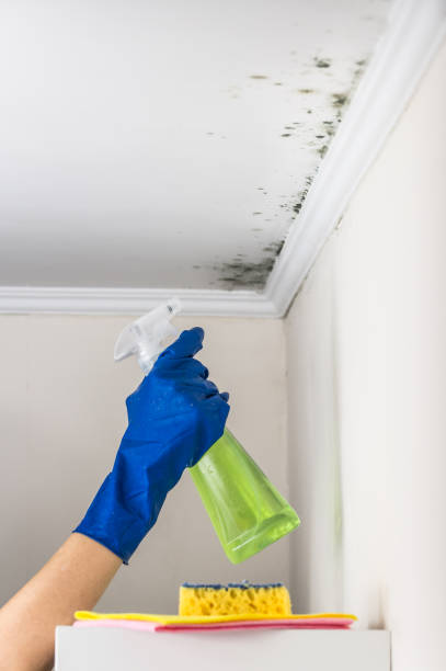 Best Fast Mold Removal  in Haverhill, MA